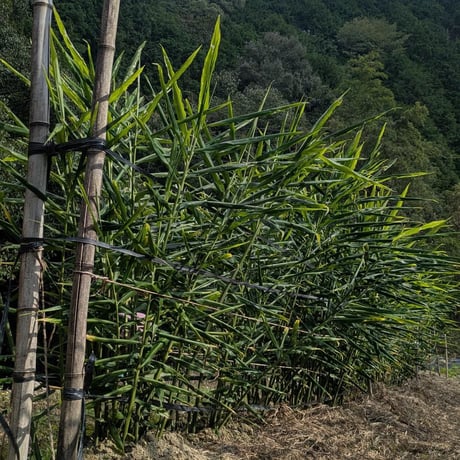 高知県産、無農薬新生姜 1kg