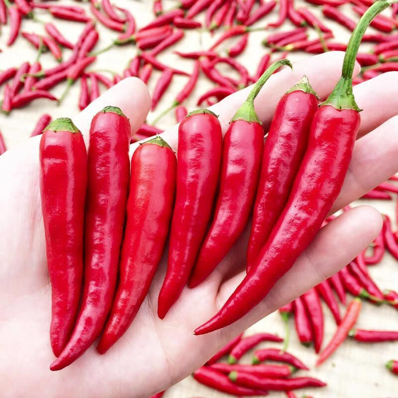 もっくん様確認用ページ　柚子の葉　無農薬 U-80．本柚子の葉 餌 無農薬 枝付きの葉50枚以上 匿名配送