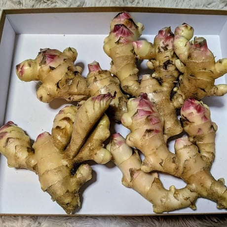 高知県産、無農薬新生姜 1kg