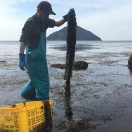 鉄火炊き・天日干し　祝島のひじき