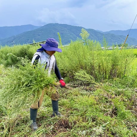 【農福連携】祖谷の薬草　手掴みよもぎのお風呂　25g×5パック