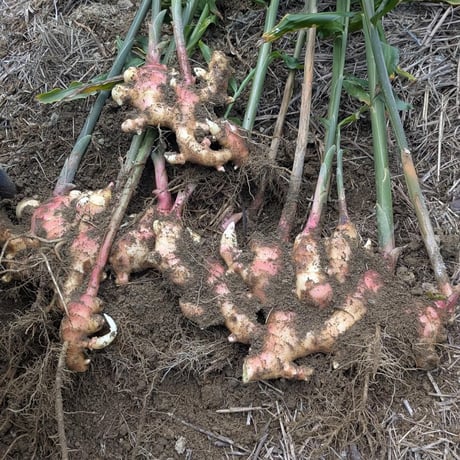 高知県産、無農薬新生姜 1kg