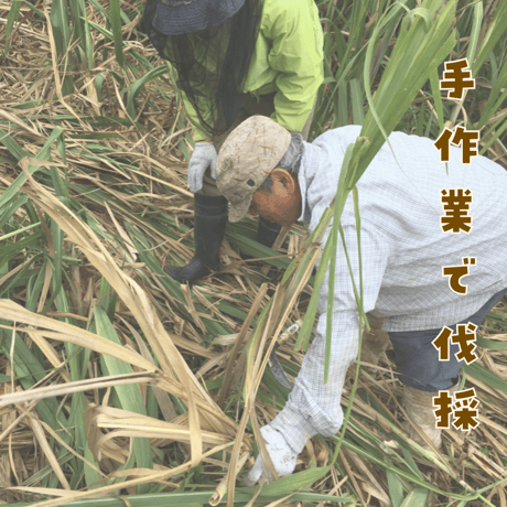 前田さんの珊瑚黒糖　(農水苑「虹」)