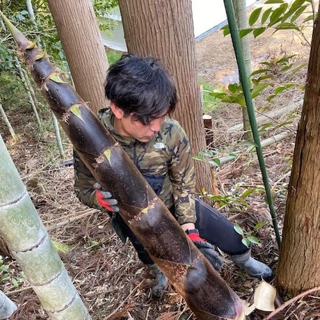 超希少‼　純国産　メンマ