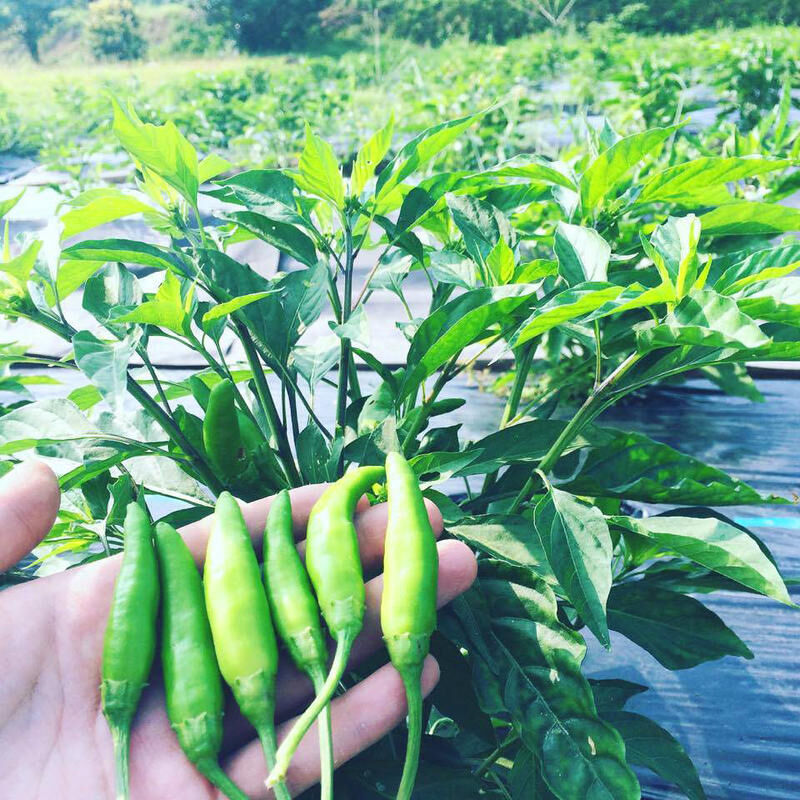 もっくん様確認用ページ 柚子の葉 無農薬 もっくん様確認用ページ 柚子