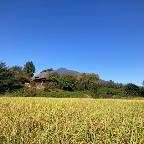 【令和7年産】自然栽培米（農薬・肥料不使用）ササシグレ / ササニシキ / 亀の尾