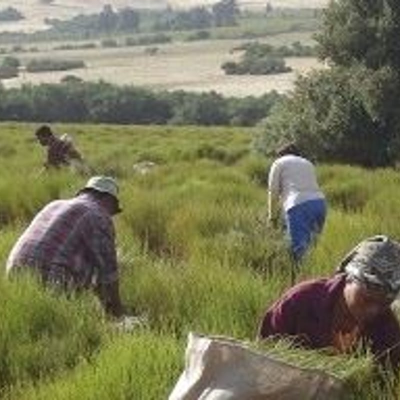 ◎自然栽培ルイボスティー | GOODEARTH STORE ～子どもたちを真ん中に～