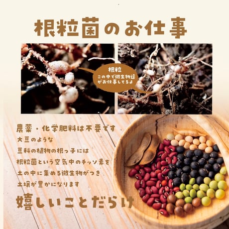 【EARTHおじさんとたねまき】在来種大豆の種10〜15粒（5g）と冊子
