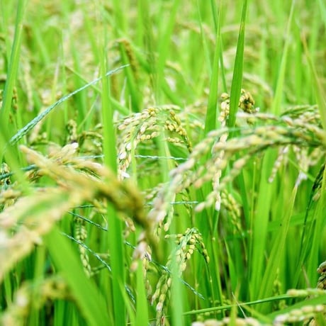 ◎自然栽培米ヒノヒカリ 2Kg 　玄米