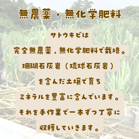 前田さんの珊瑚黒糖　(農水苑「虹」)
