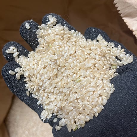 【令和7年産】自然栽培米（農薬・肥料不使用）ササシグレ / ササニシキ / 亀の尾
