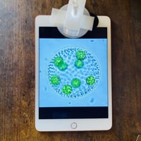 ５００倍　モバイルマイクロスコープ　Euglena