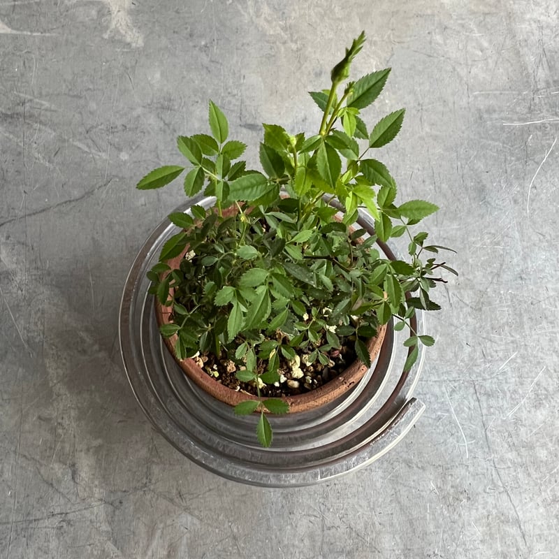 OJIKO WIRE WORKS / ソープディッシュ | SEEP STORE