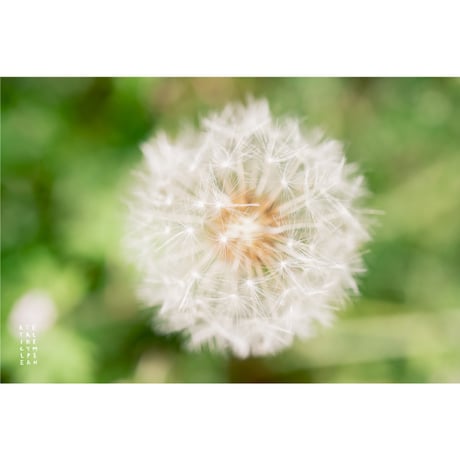 たんぽぽと綿毛様　おまとめ割　フォロー割　専用です。 たんぽぽと綿毛様　おまとめ割　フォロー割　専用です。