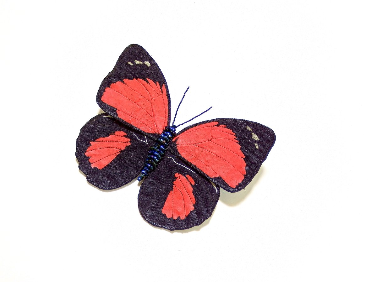 ミイロタテハ　アグリアス　蝶標本　クラウディナミイロタテハ　メス ミイロタテハ アグリアス 蝶標本 クラウディナミイロタテハ メス