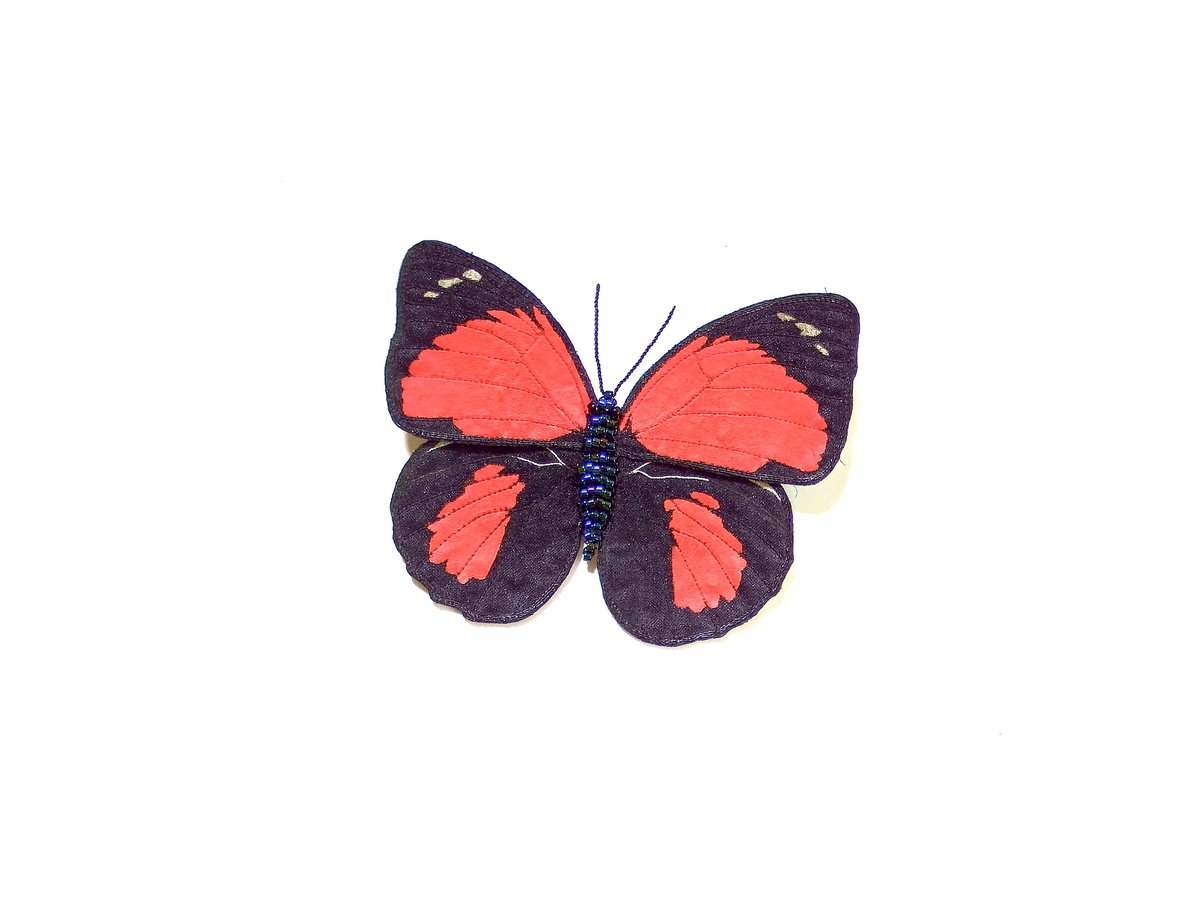 クラウディナミイロタテハ（クロエスス）♀ | BLISS TOKYO