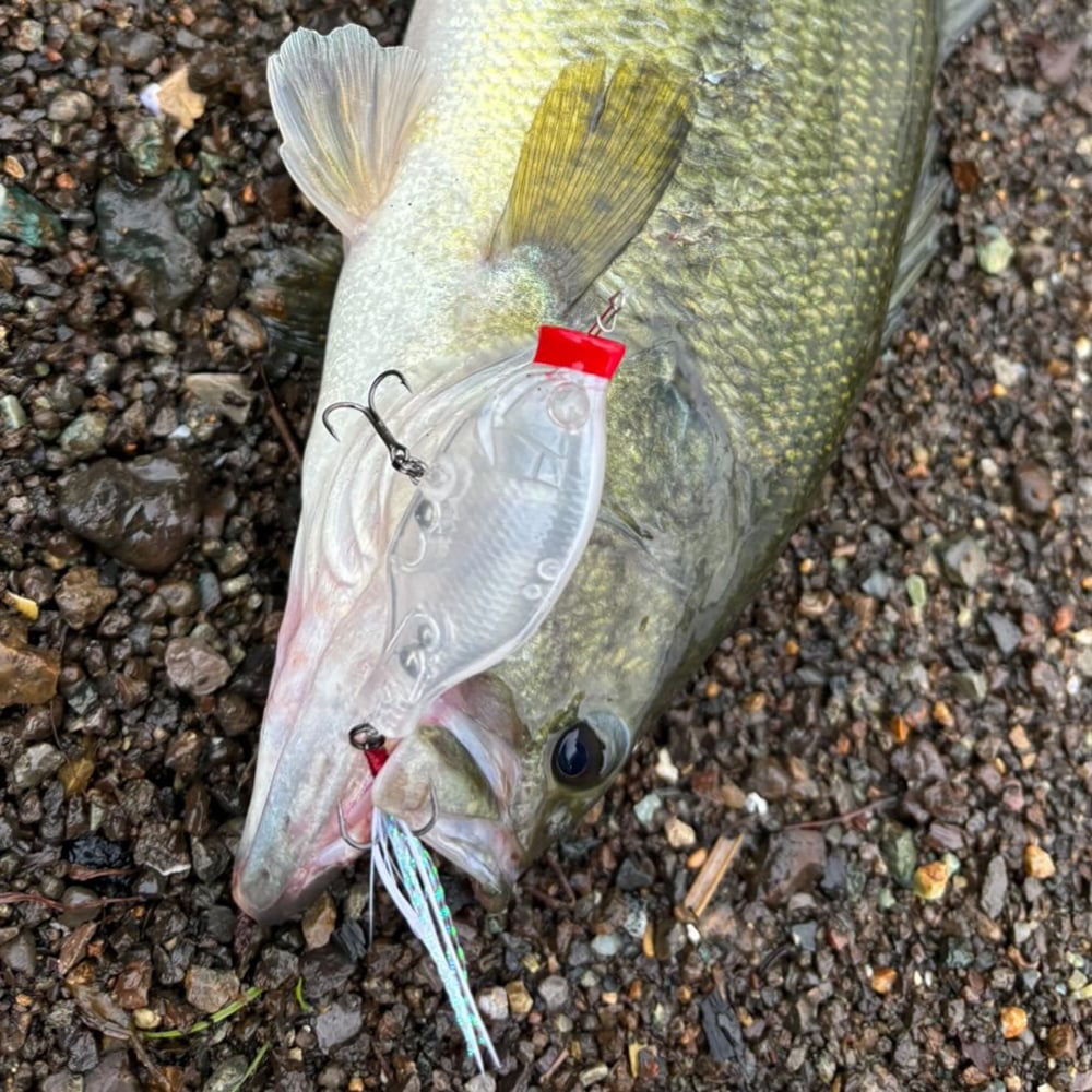 クラッシュゴースト TOXIC GILL BL8NKT コラボ 【公式通販】