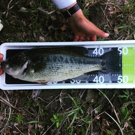PORCO MEASURE PLATE
