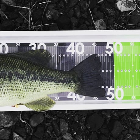 PORCO MEASURE PLATE