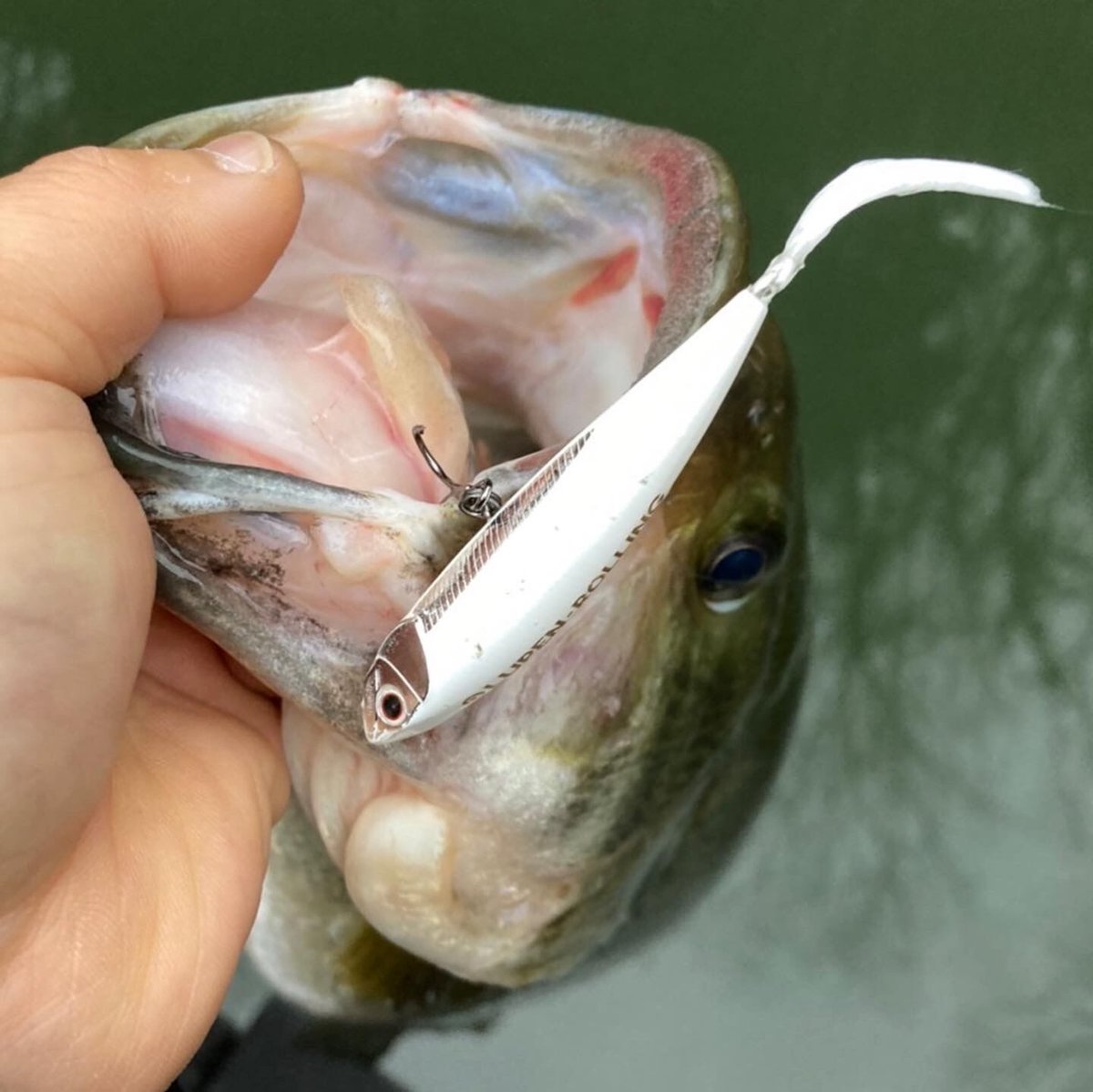 LUPEN ROLLIN（ローリン） | DEPP TOKYO