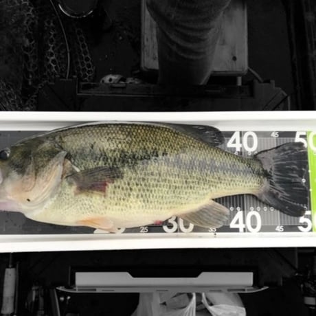 PORCO MEASURE PLATE