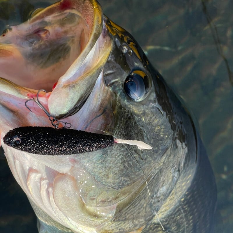 LUPEN ROLLIN（ローリン）TYPE.MOFU | DEPP TOKYO