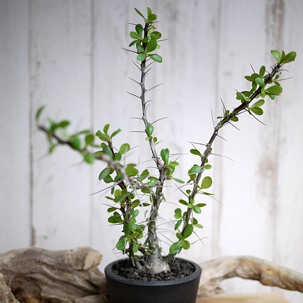 Fouquieria fasciculata×purpusii フォークイエリア・ファシクラー...