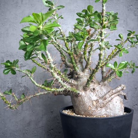 牛骨頭部 パキポディウム サウンデルシー サンデルシー 現地球発根済