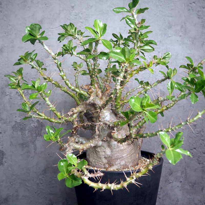 パキポディウム サンデルシー 現地球 発根済み 【公式通販】