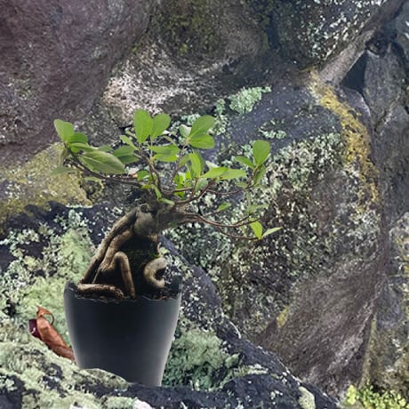 Plastic Pot Cliff No.4