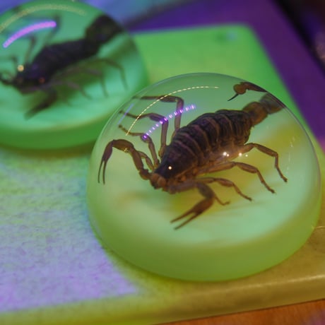 GLOW SCORPION PAPER WEIGHT