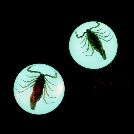 GLOW SCORPION PAPER WEIGHT