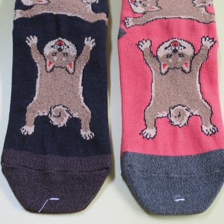 HOiSUM "SHIBAINU"
