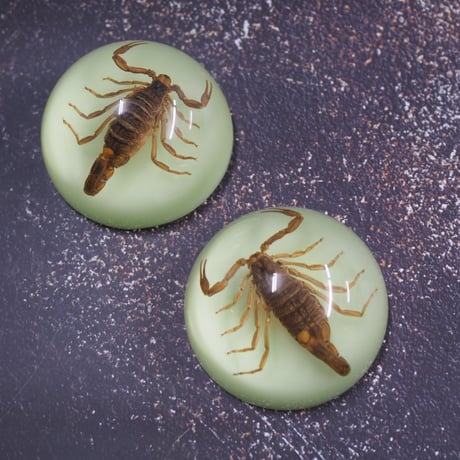 GLOW SCORPION PAPER WEIGHT
