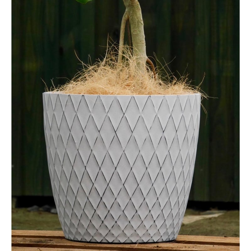 フィカスベンガレンシス鉢皿付き