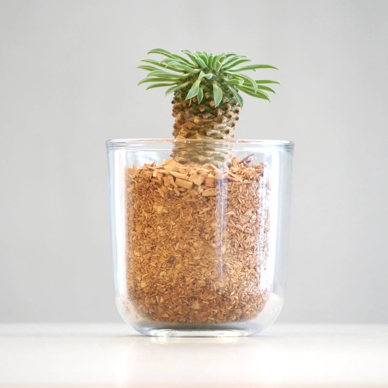 パイナップルコーン | HITOHACHI