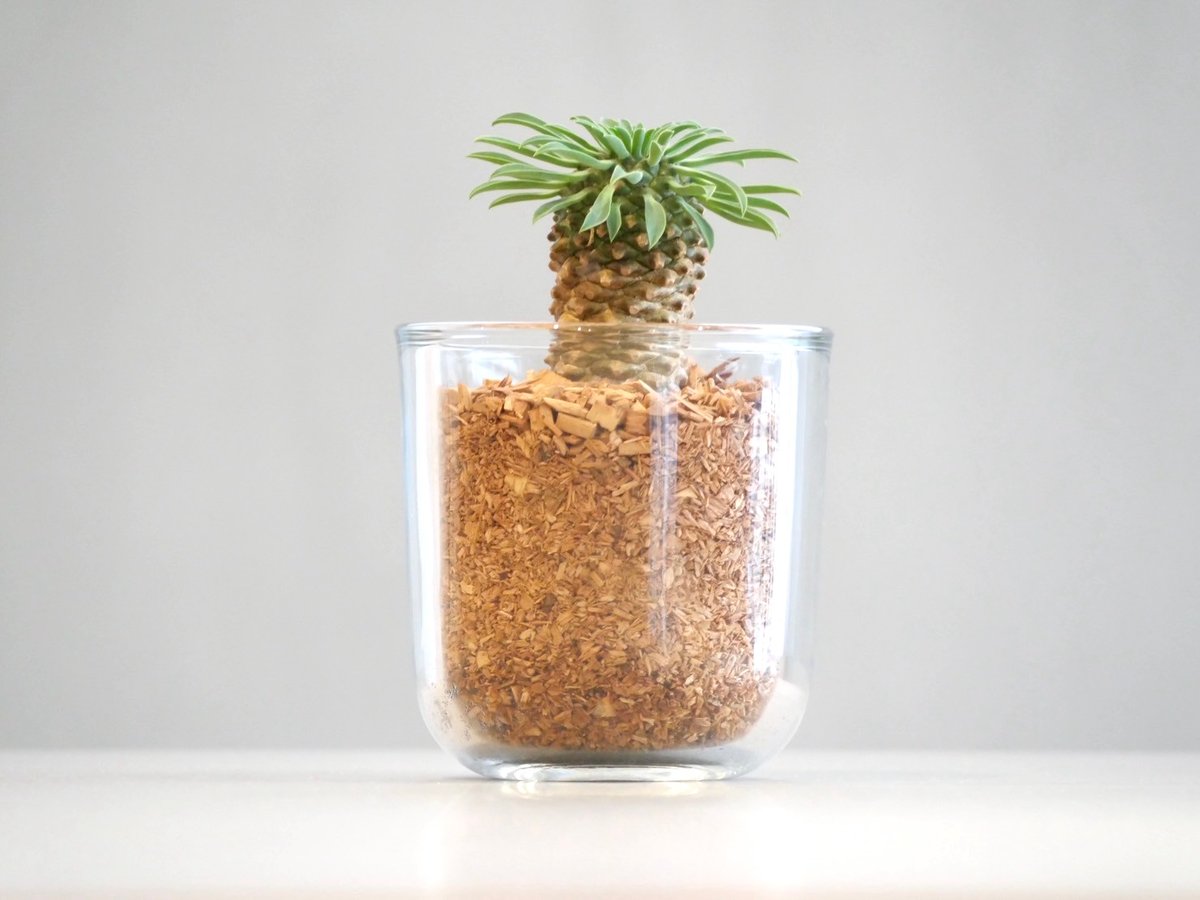 多肉植物^o^  パイナップルコーン パイナップルコーン | HITOHACHI