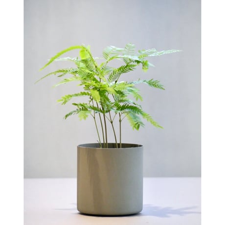 パク♡ニオイヒバ　抜き苗 HITOHACHI