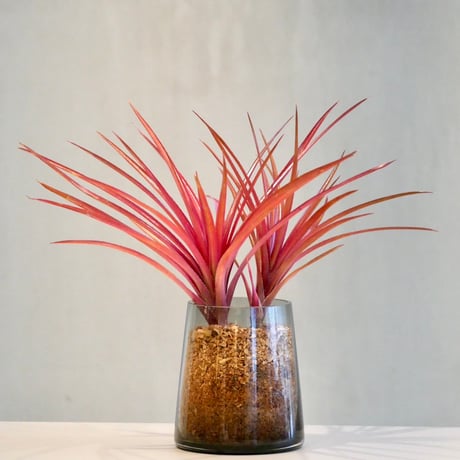 CATEGORY 観葉植物 Lサイズ | HITOHACHI CATEGORY 観葉植物 Lサイズ | HITOHACHI