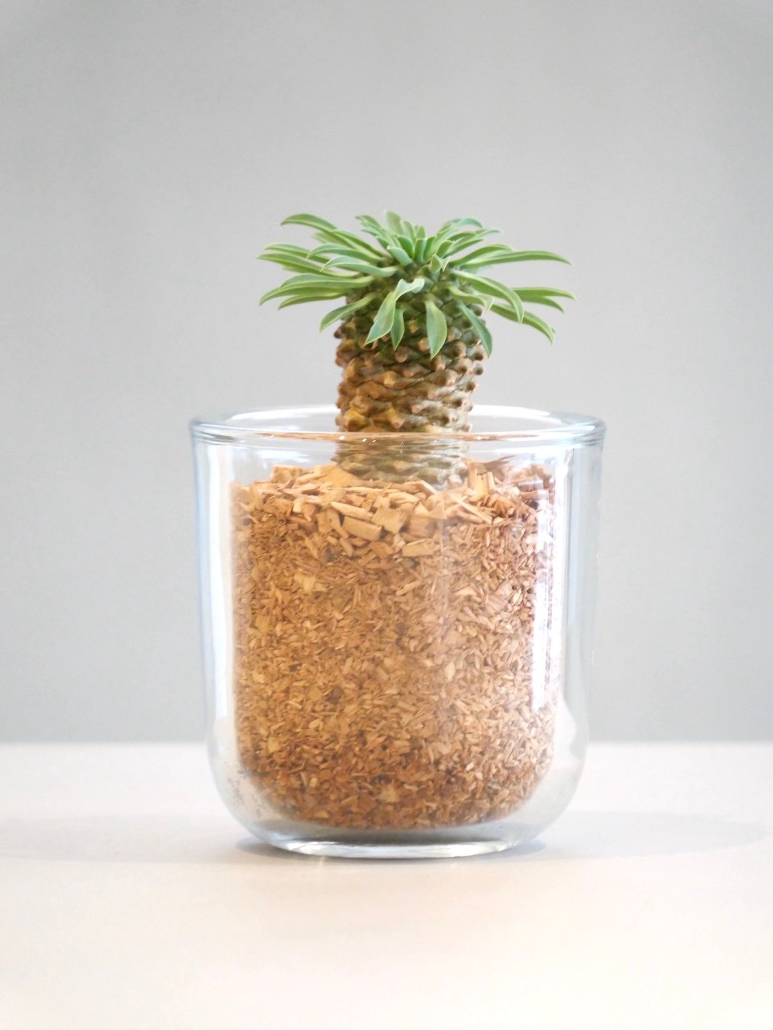 パイナップルコーン | HITOHACHI