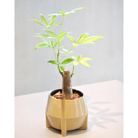 ♡パキラ♡ 布見本 送料別途】ﾊﾟｷﾗ ﾐﾙｷｰｳｪｲ FST: インテリアグリーン（鉢物・樹木