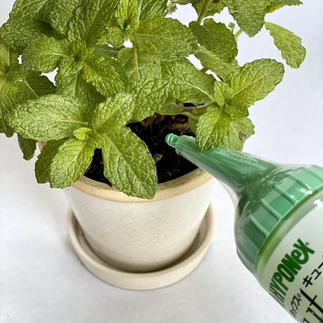 ハイポネックスキュート　観葉植物用