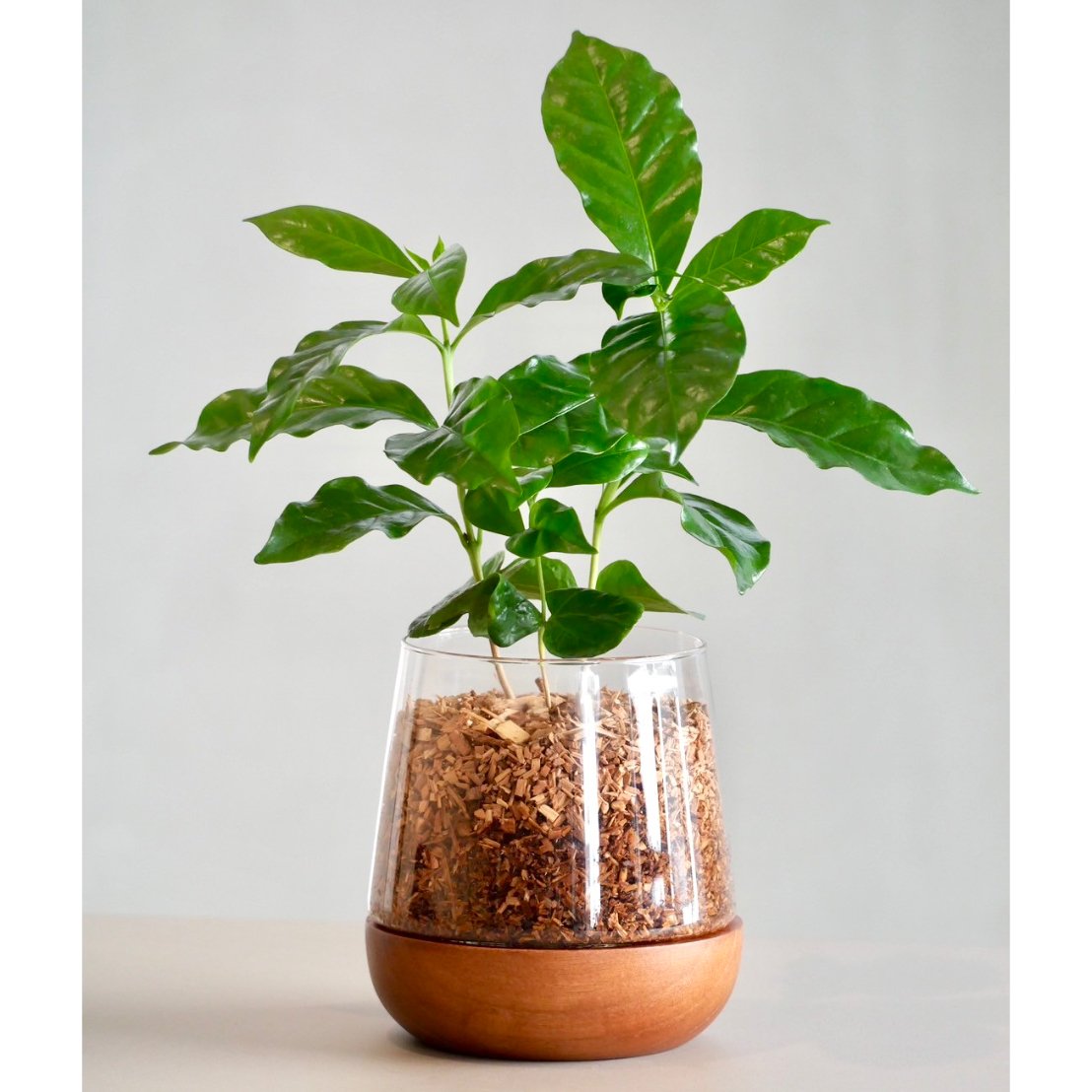 コーヒーの木　斑入り　4年　80センチ コーヒーの木 斑入り 4年 80センチ - メルカリ