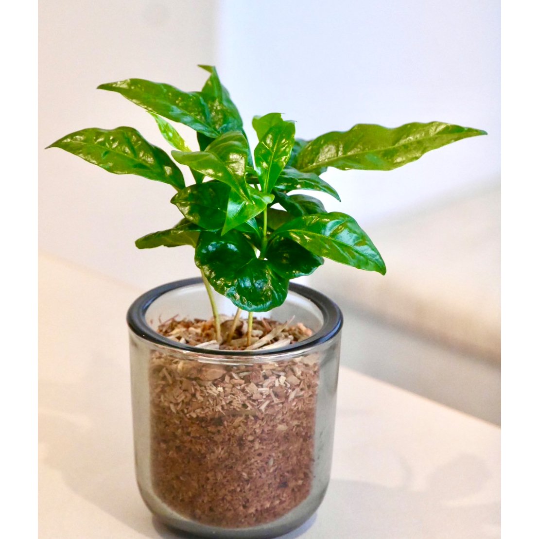 コーヒーの木 | HITOHACHI