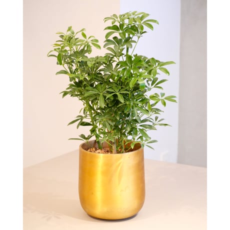 シェフレラ | STORES