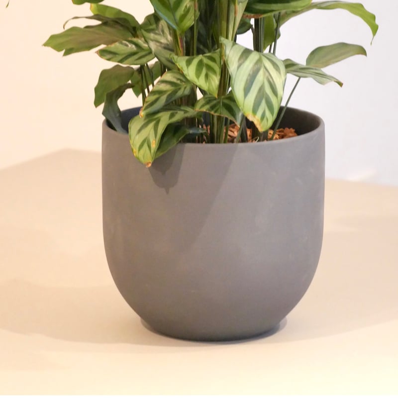 カラテア・フレディ　観葉植物 カラテア ・フレディ | HITOHACHI