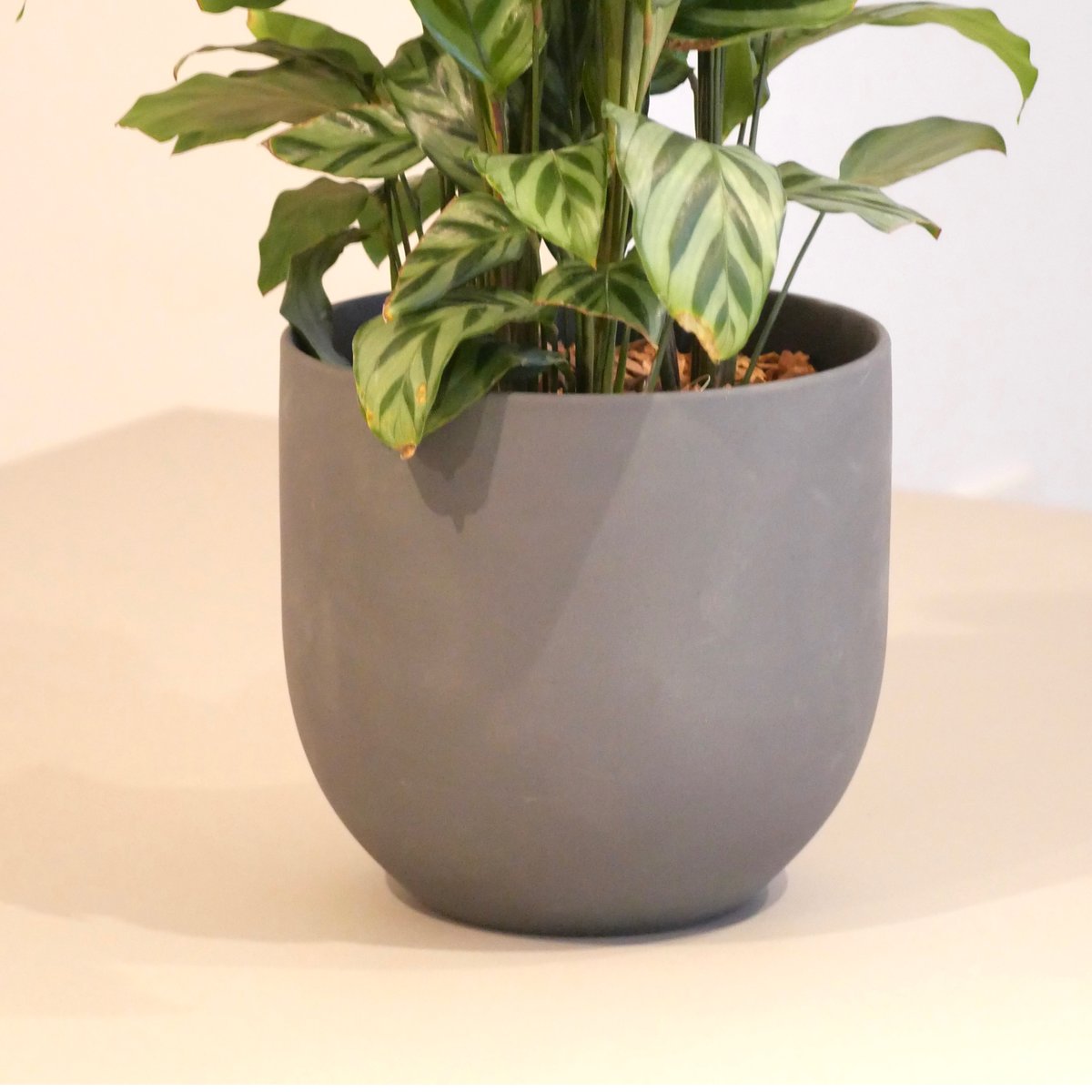 カラテア フレディ　観葉植物 dff1db2a0565c8c582ee7bb3bd1a46