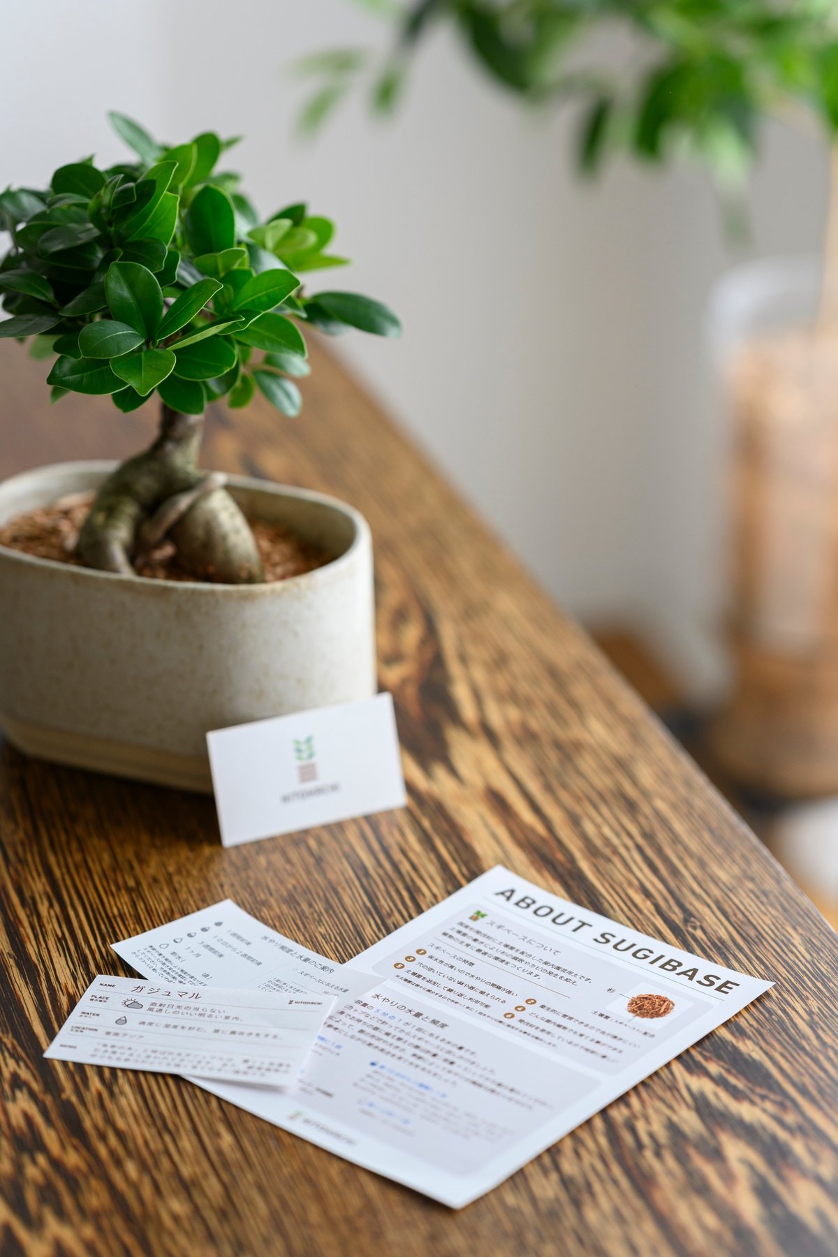 パキラ ミルキーウェイ3 斑入りパキラ”パキラミルキーウェイ”の種苗