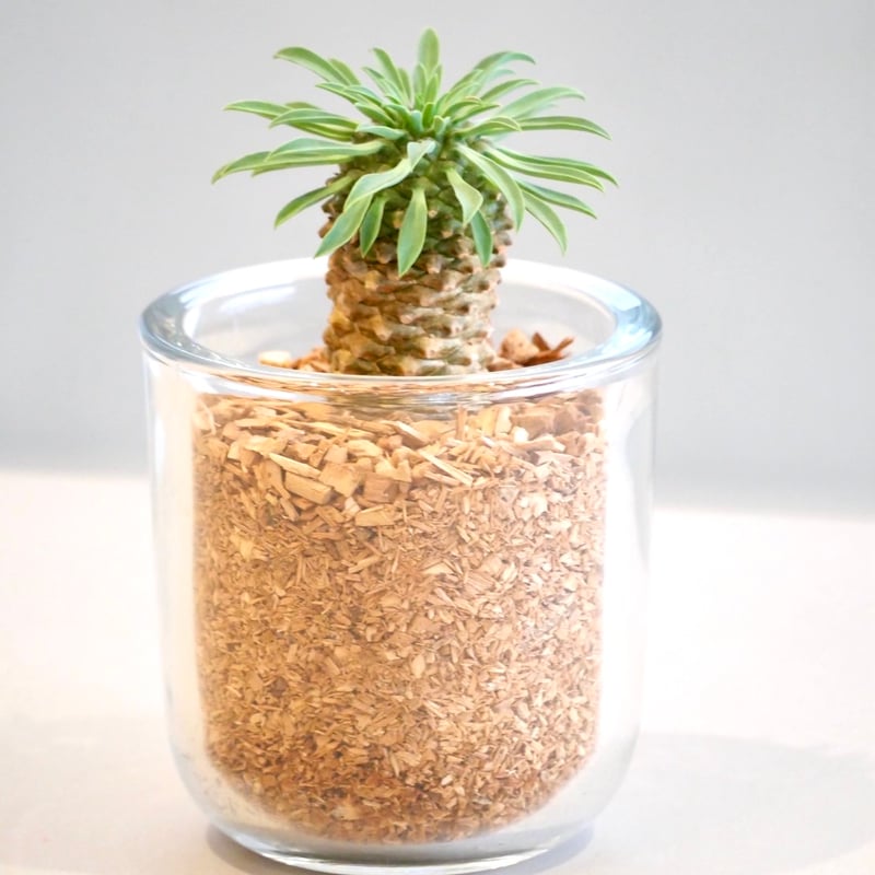 パイナップルコーン | HITOHACHI