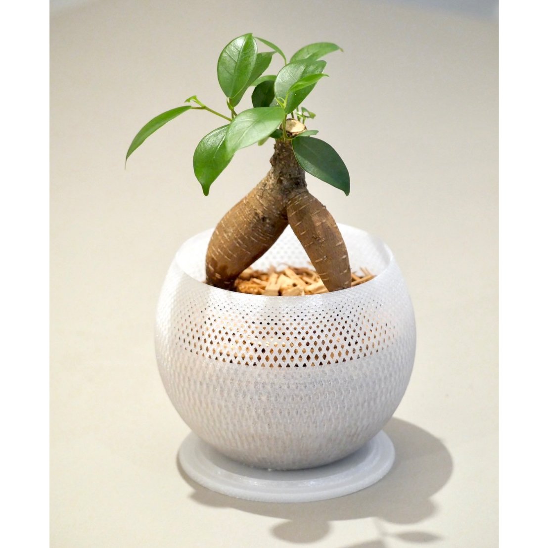 ガジュマル ガジュマル | HITOHACHI